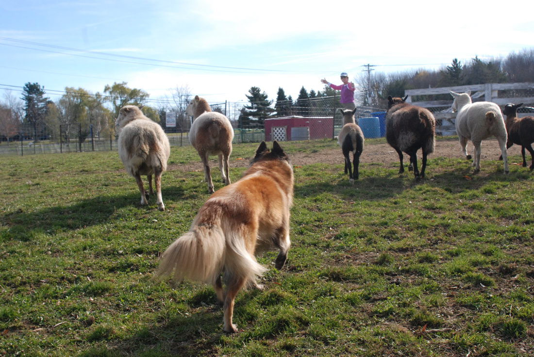 Red Merle Australian Shepherd moving a group of sheep at Cherry Hill Training Center Honeoye Falls, NY