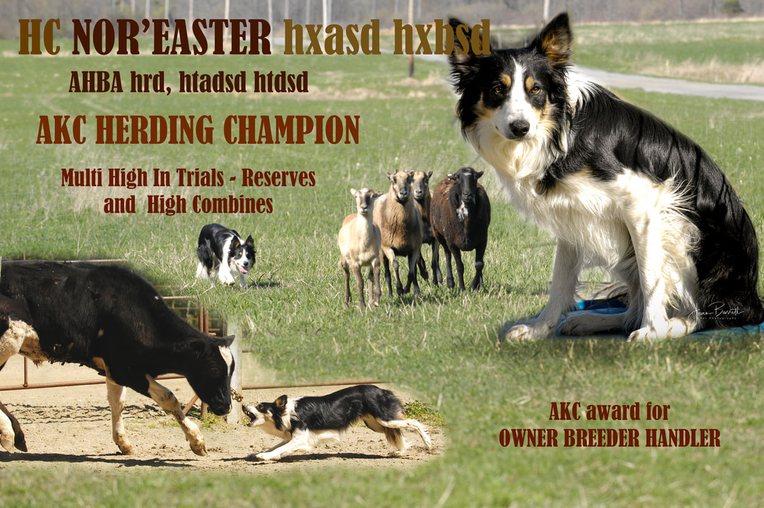 Black Tri Border Collie herding sheep and cattle